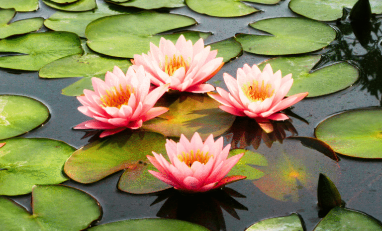 14949 ae083c8f9363 768x464